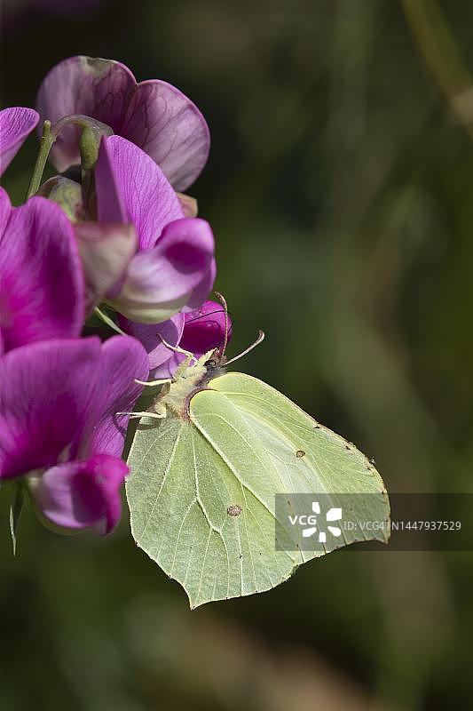 一只普通硫磺蝴蝶（Gonepteryx rhamni）在英国诺福克郡花园里吃香豌豆花图片素材