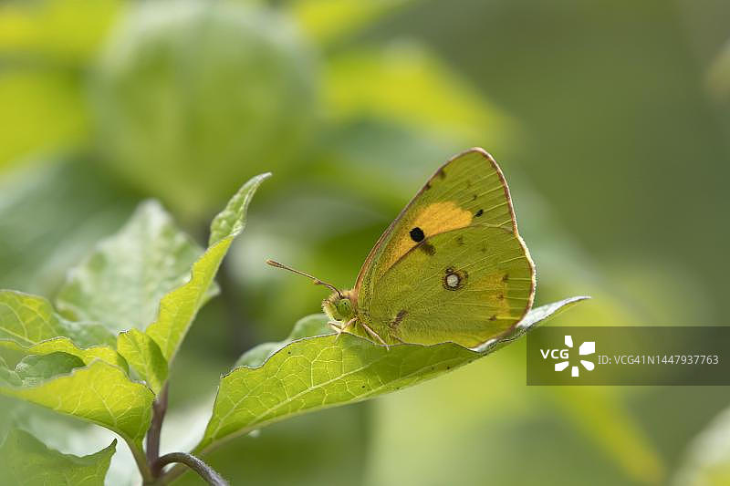 欧洲黄粉蝶成虫栖息在英国肯特郡花园的植物叶子上图片素材