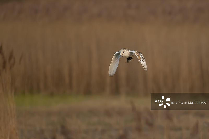 飞行中的仓鸮，口衔田鼠，英国剑桥郡图片素材