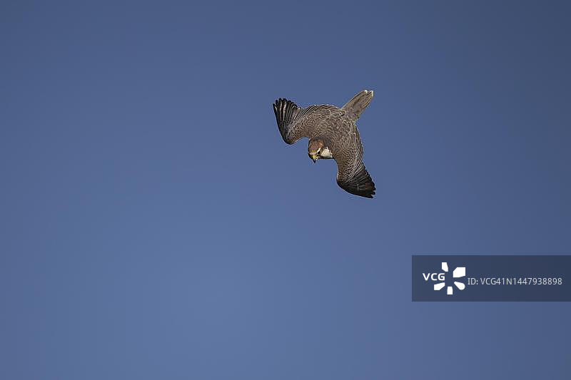 在英国飞行的猎隼图片素材