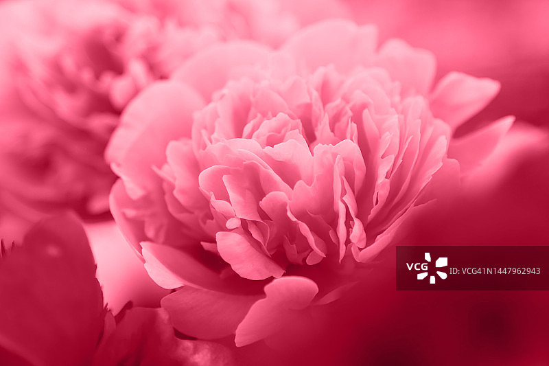 微开的粉色牡丹花背景（2023年流行色，全画幅）图片素材