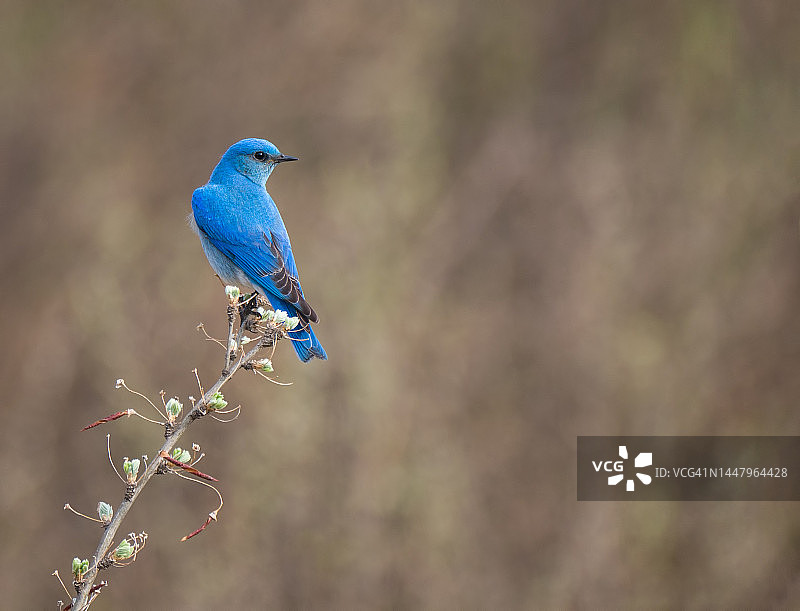 雄性山蓝知更鸟的背影图片素材