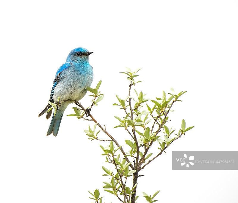 高调雄性山蓝鸲图片素材