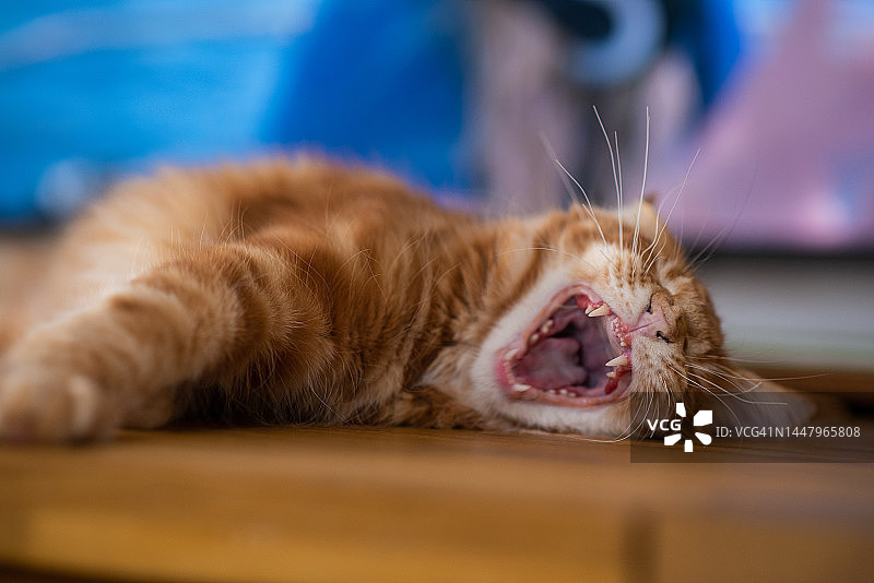 缅因猫图片素材