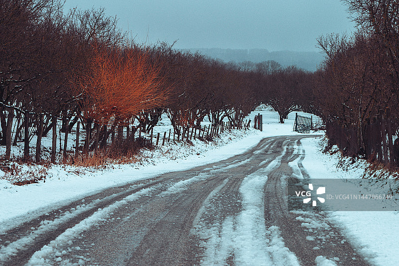 冬季意大利维科湖附近的榛子树图片素材
