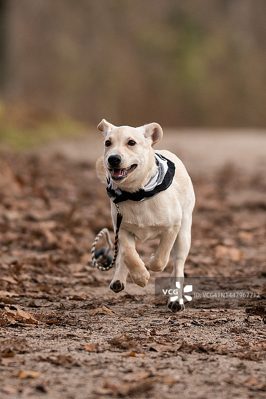 白色小狗图片素材