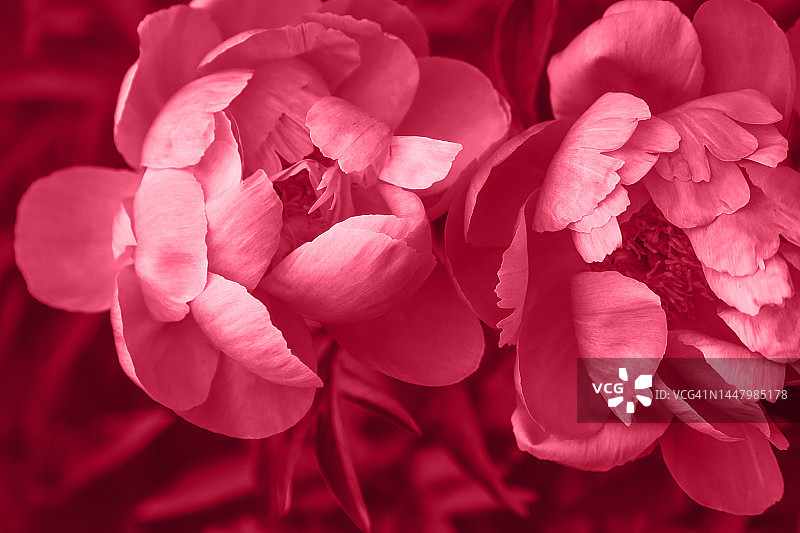 勃艮第牡丹花特写，品红色调图像图片素材