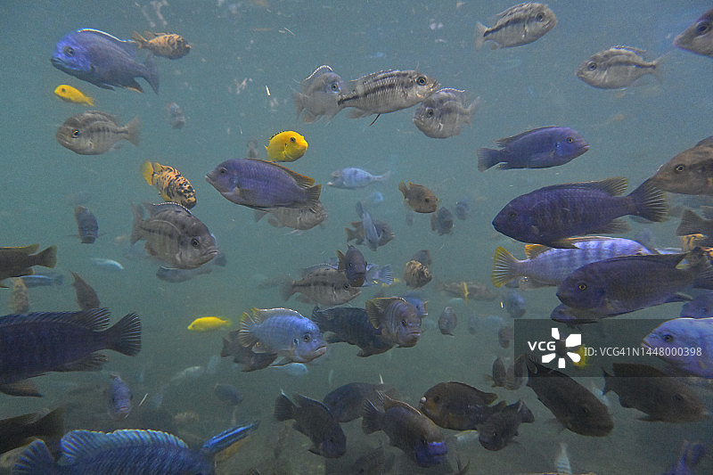 非洲慈鲷鱼群图片素材