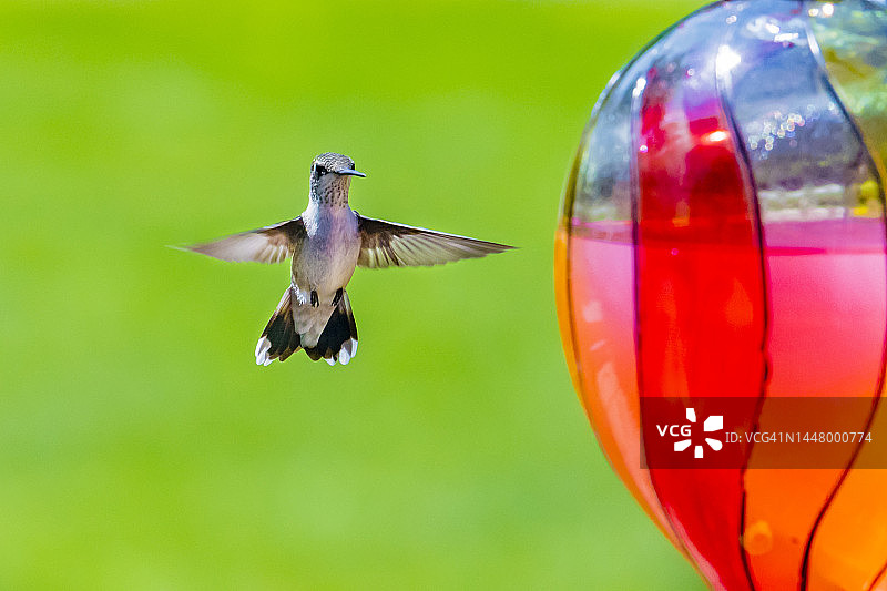 悬停的蜂鸟图片素材