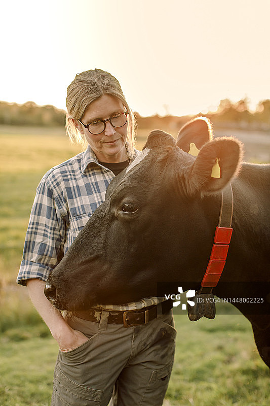 女农民日落时分站在田野奶牛旁图片素材