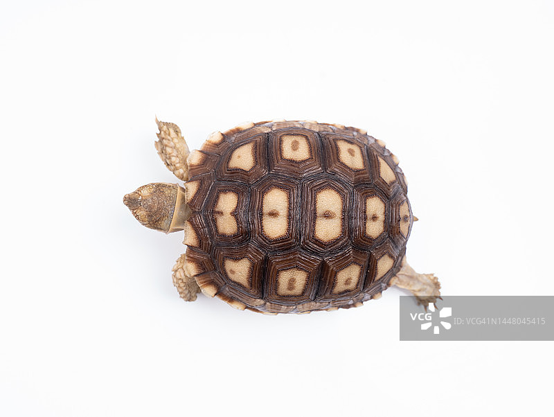 白色背景上的非洲盾臂龟图片素材