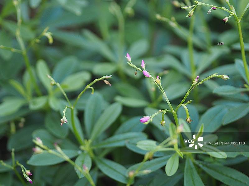 土人参，锡兰菠菜，宝石花，苏里南 Purslane，花园背景中盛开的粉红色花朵和绿色叶子图片素材