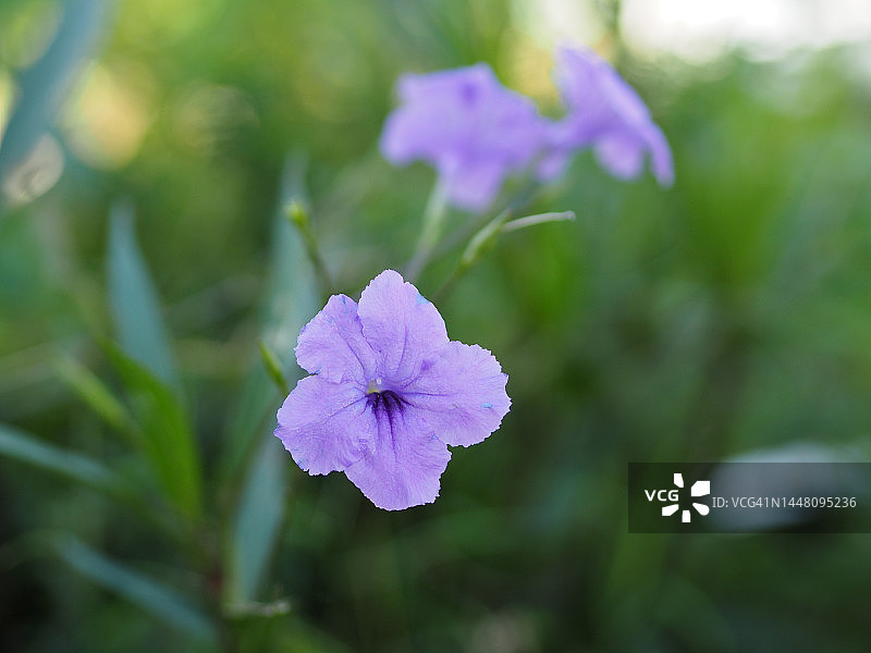 沃特卡农，沃特拉卡努，米尼根，铁根，热粉根，爆荚，裂栗植物，特拉诺，托庭棘花科，布里顿野生，墨西哥蓝铃草，在自然背景的花园里盛开的矮牵牛花紫罗兰花图片素材