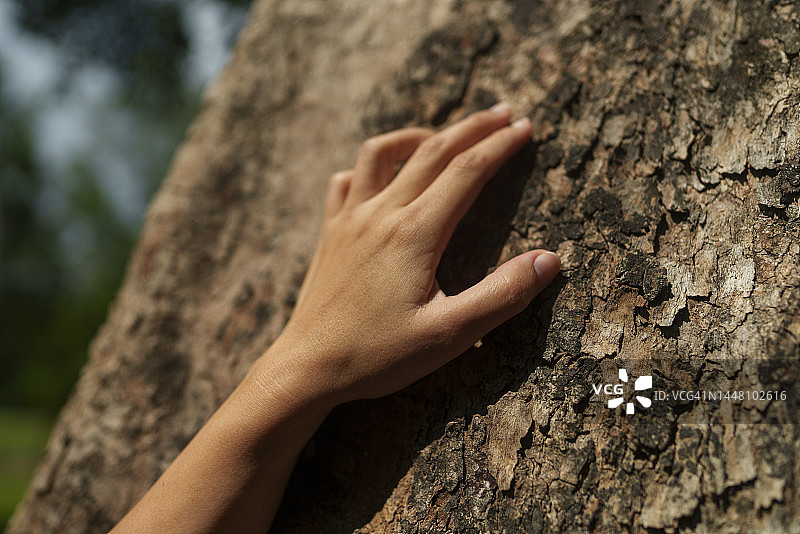 手触摸榕树树皮纹理图片素材