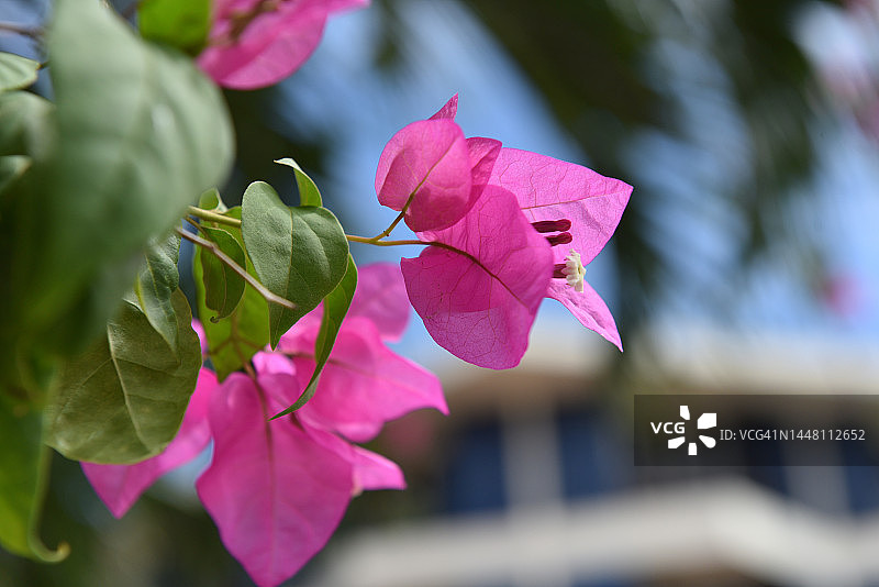 叶子花属图片素材