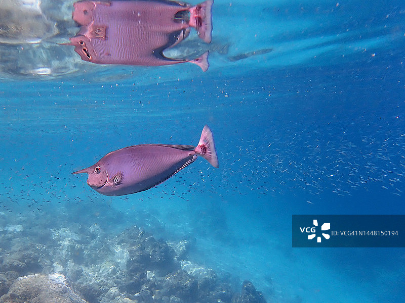 马尔代夫潟湖中的短吻鼻鱼图片素材