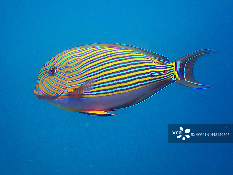 条纹刺尾鱼或小丑倒吊鱼图片素材