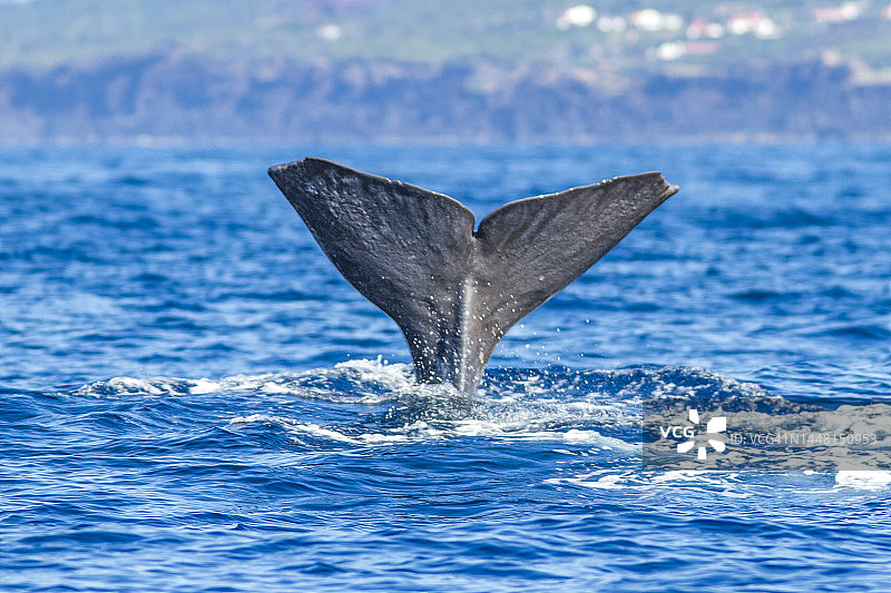 抹香鲸图片素材