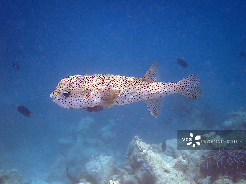 刺豚鱼图片素材