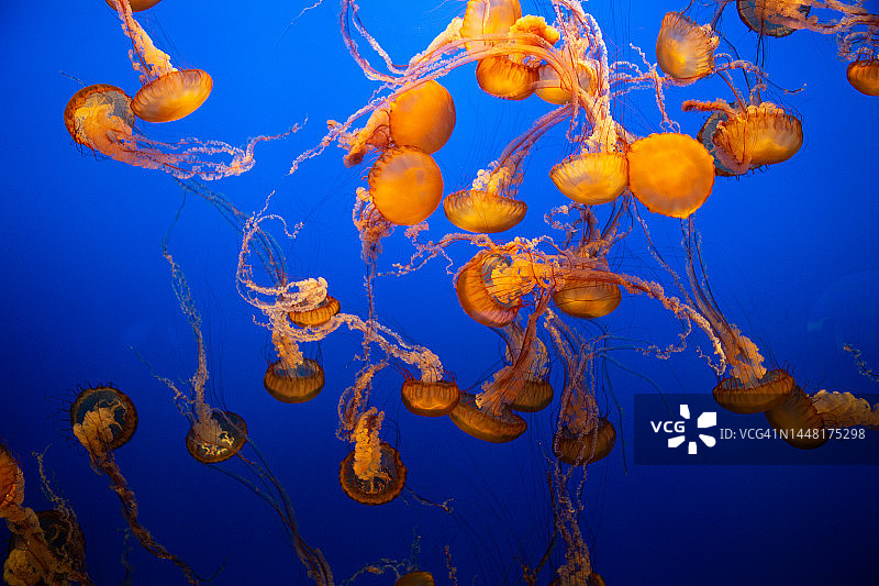 清澈的蓝色海水中漂浮着海荨麻水母图片素材