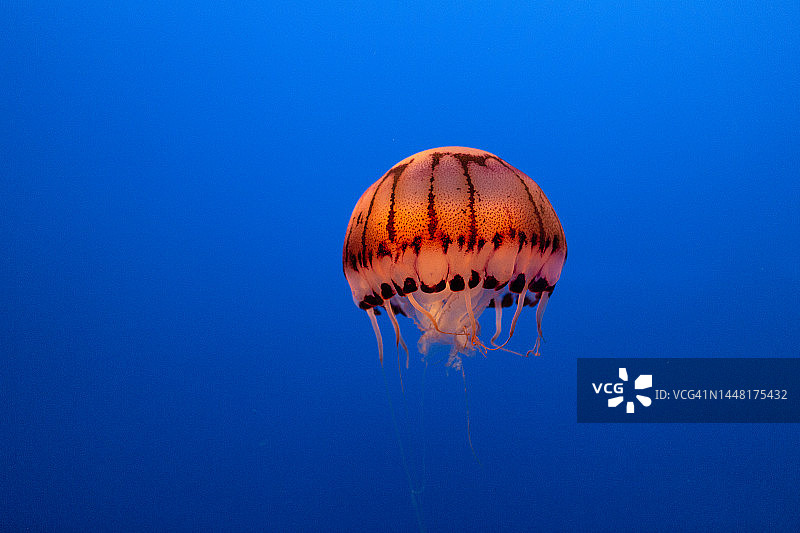 清水中的紫纹海蜇图片素材
