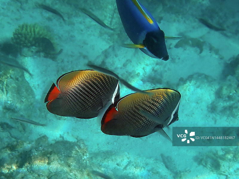 红尾蝴蝶鱼图片素材