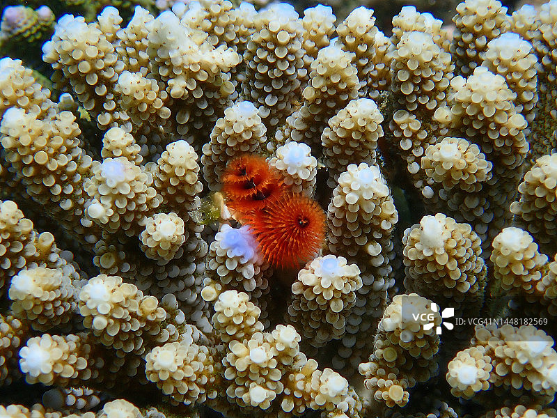 圣诞树蠕虫或螺旋鳃管虫图片素材
