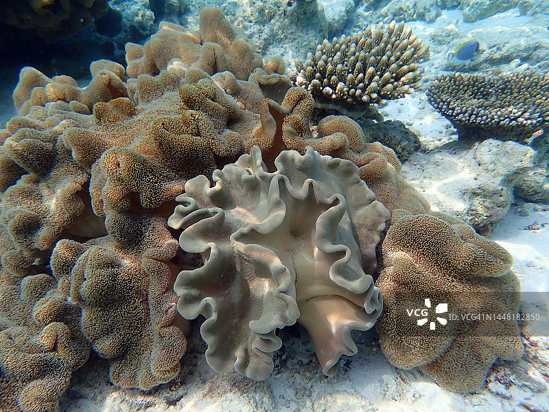 马尔代夫泻湖中的大蘑菇皮革珊瑚或软珊瑚图片素材