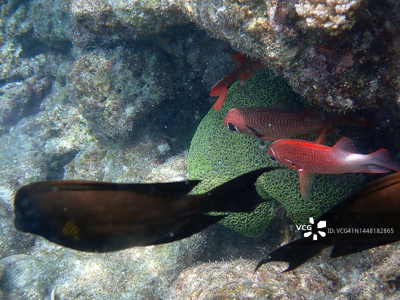 白边鳞鲀图片素材