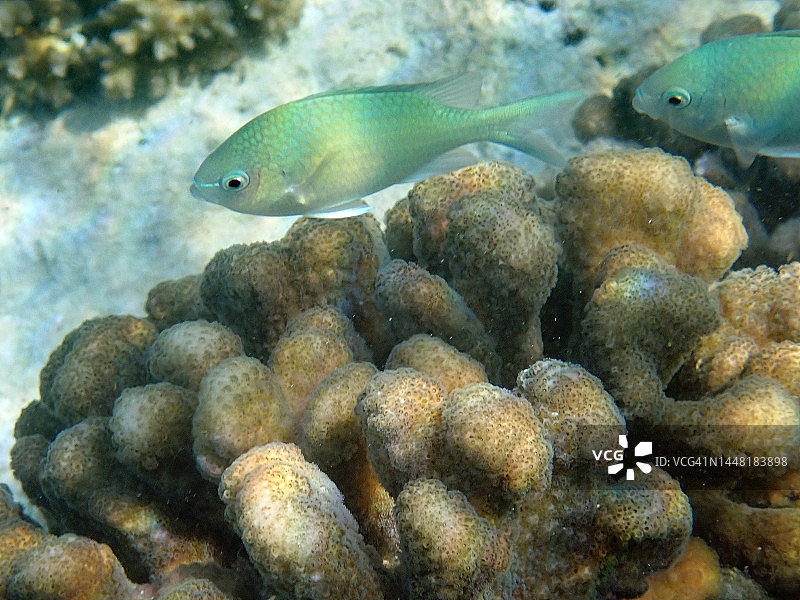 马尔代夫泻湖中的疣珊瑚和绿光鳃鱼图片素材