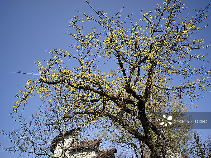 春天盛开的北方 judgment 树图片素材