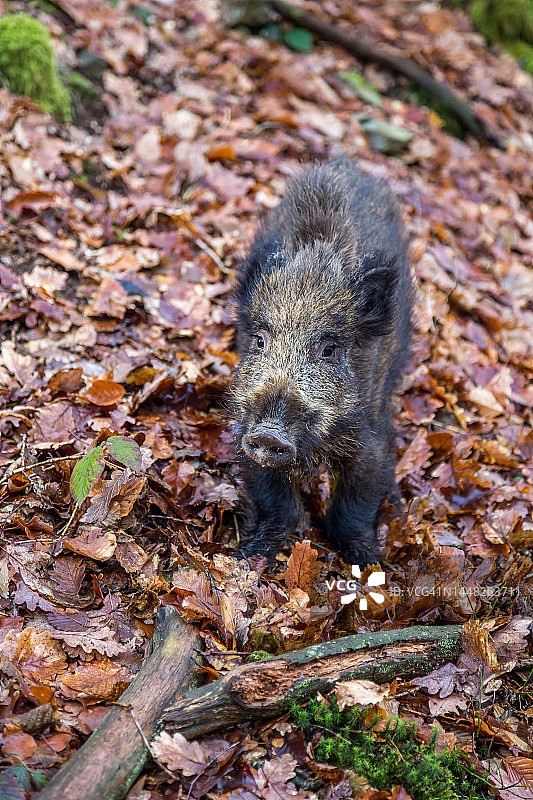 受伤的幼年野猪图片素材