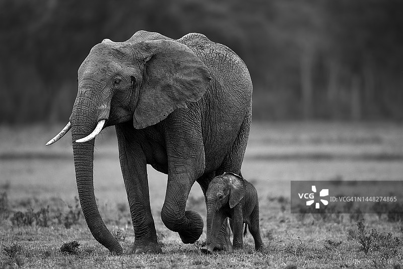 马赛马拉的非洲象图片素材