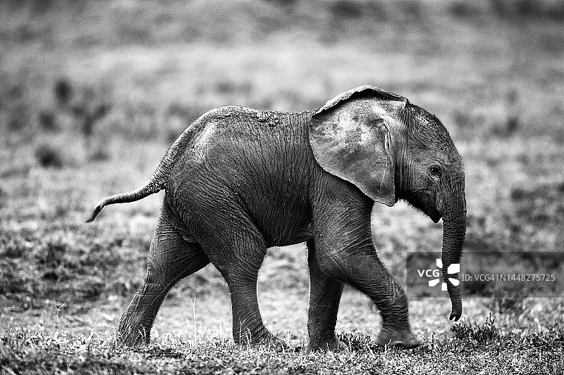 马赛马拉的非洲象图片素材