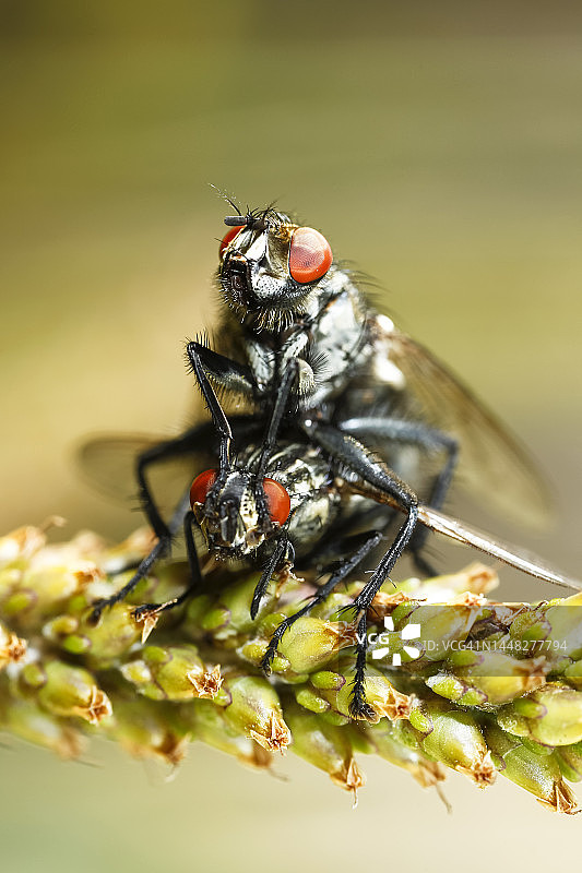 茎上的灰色苍蝇交配图片素材