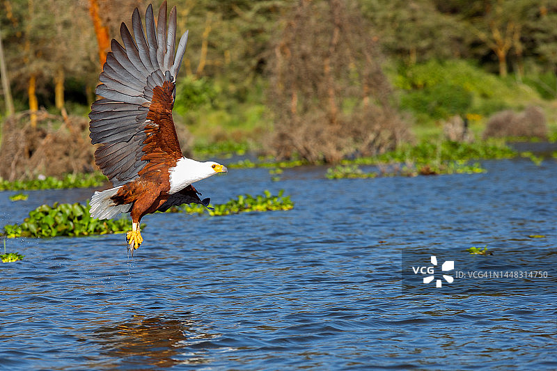 野外捕猎的非洲海雕图片素材