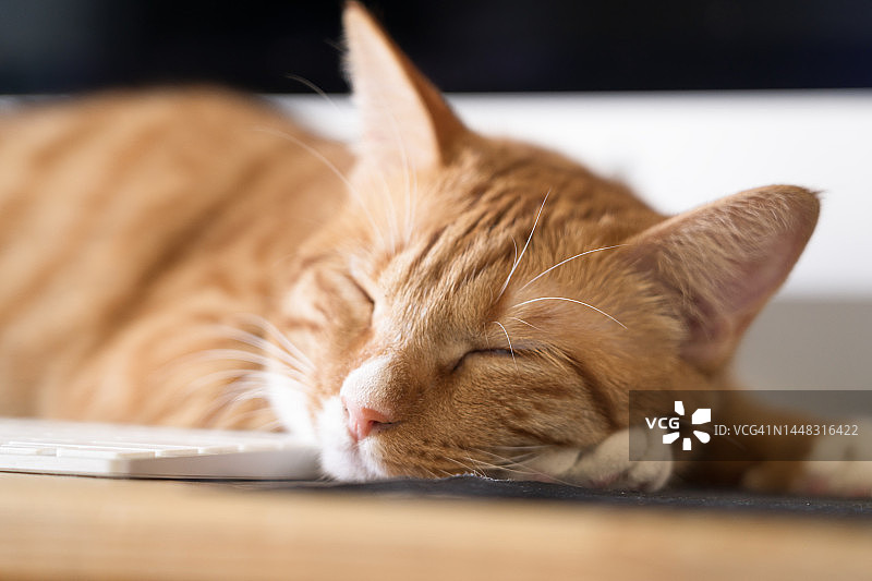 猫咪睡在电脑桌的键盘上图片素材