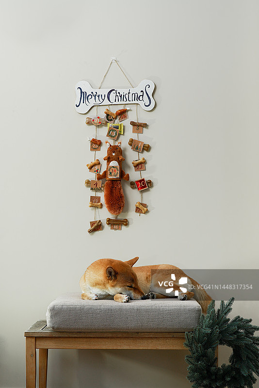 有趣的姜色柴犬的生活方式肖像，在明亮的房间里挂着DIY狗狗降临日历图片素材