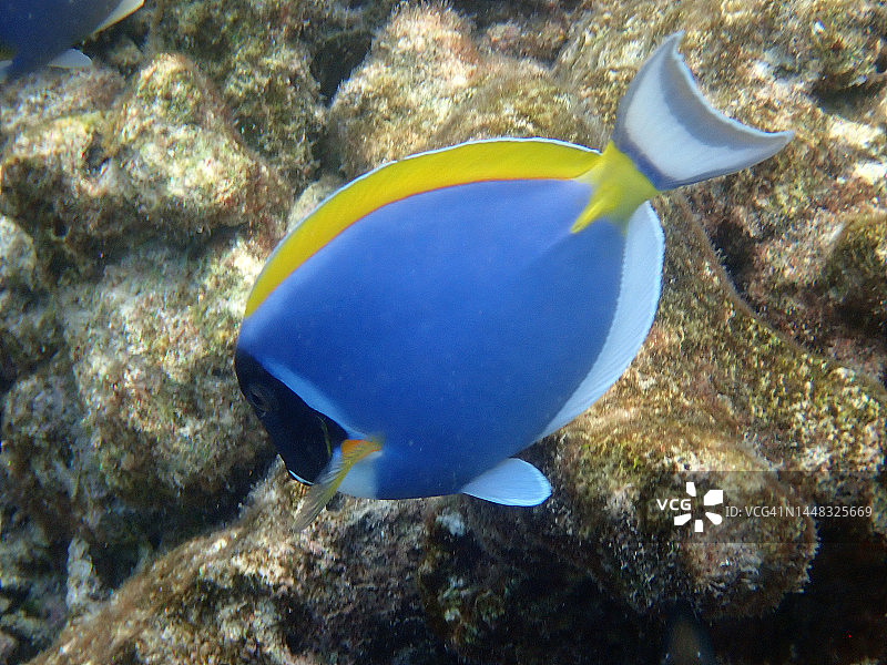 马尔代夫蓝吊图片素材