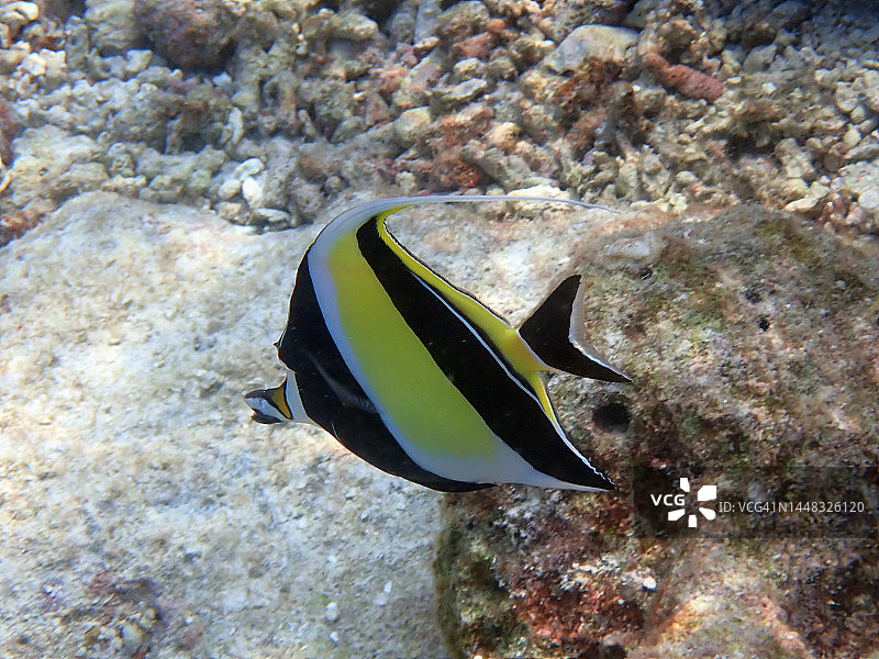 马尔代夫珊瑚礁上的镰鱼图片素材