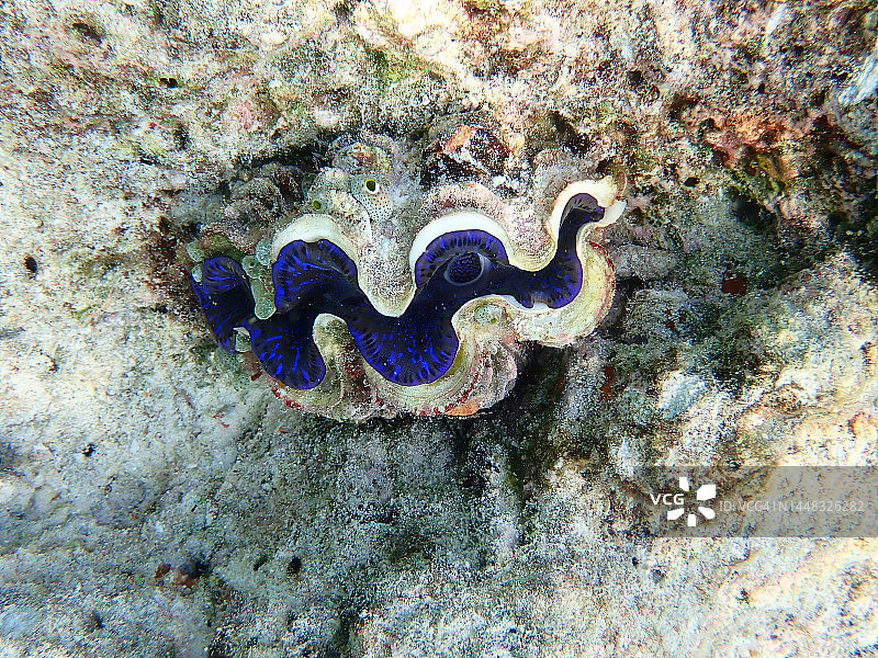 砗磲蛤蜊或巨型蛤蜊，位于马尔代夫Rannalhi珊瑚礁的珊瑚上图片素材