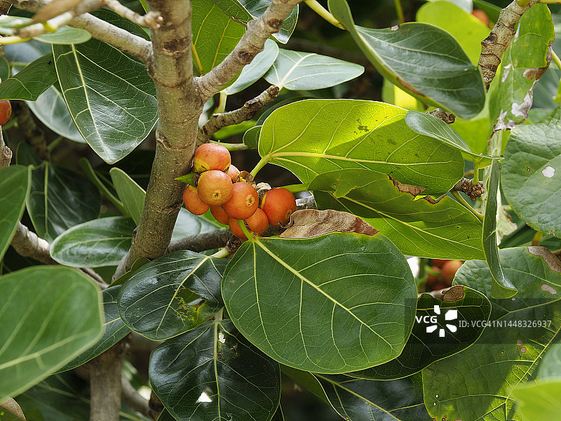 马尔代夫Rannalhi岛上的高山榕的红色果实图片素材