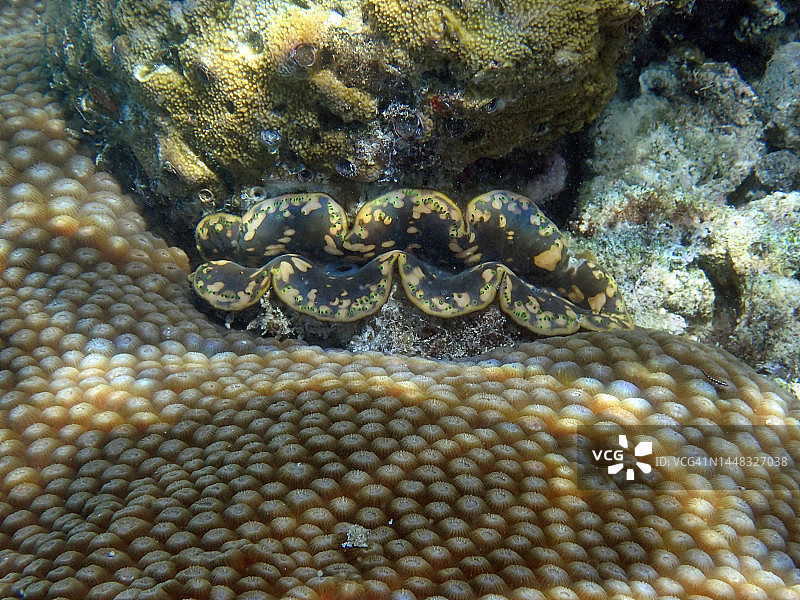 棕色砗磲和太阳珊瑚群图片素材