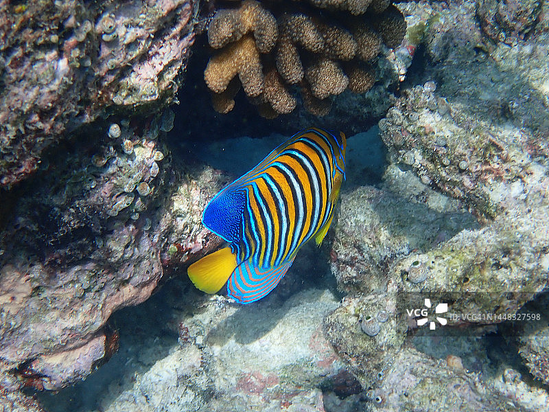 皇家神仙鱼或帝王神仙鱼（Pygoplites diacanthus）图片素材