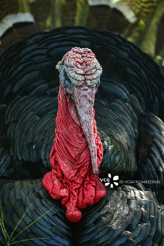 骄傲的雄性火鸡肖像图片素材