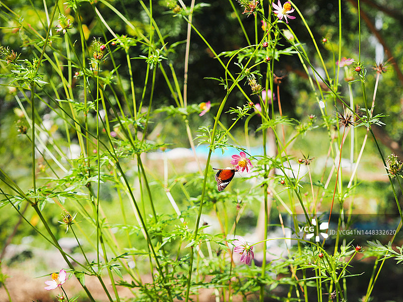 裳凤蝶栖息在绿叶上，昆虫动物图片素材