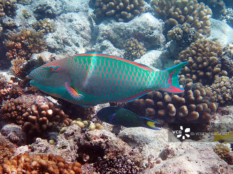 马尔代夫礁石上的斑点鹦嘴鱼(Cetoscarus ocellatus 或 Scarus ocellatus)图片素材