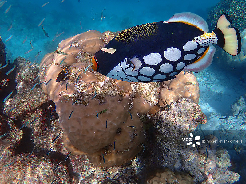 蓝面炮弹鱼，兰纳利岛图片素材