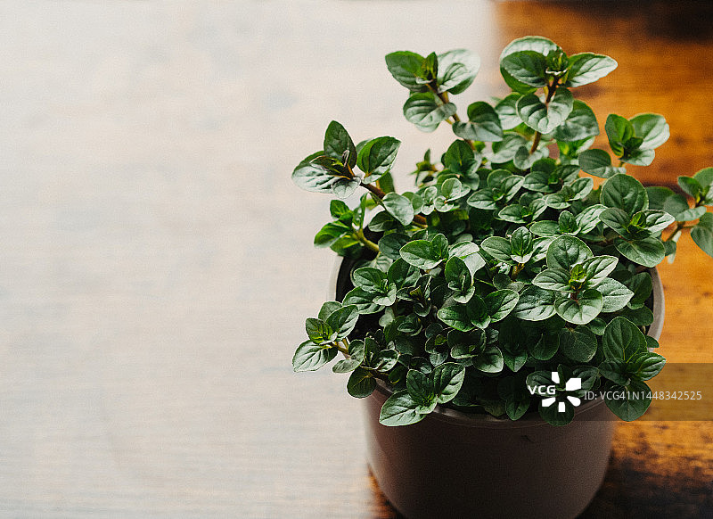 木桌上的盆栽薄荷图片素材