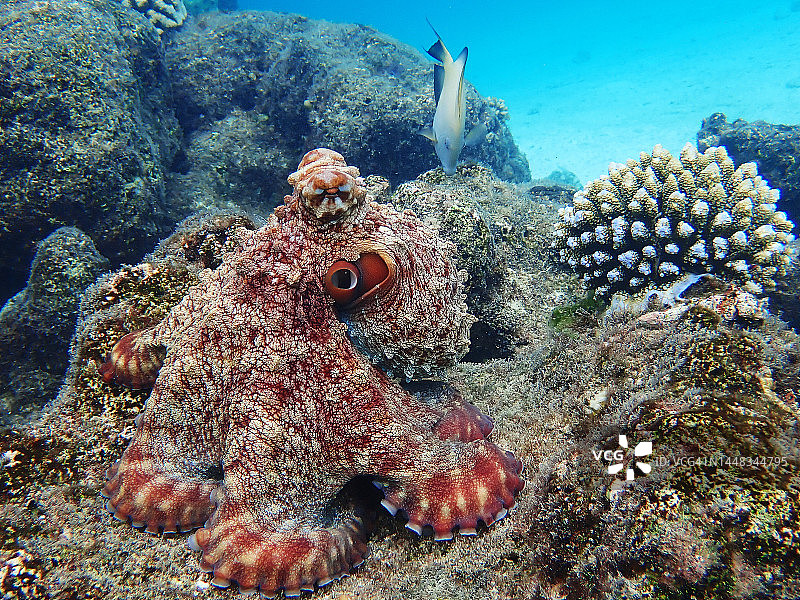 马尔代夫珊瑚礁上的普通章鱼图片素材